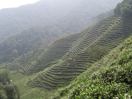Чайные плантации в Ханчжоу